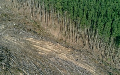 What is a Deforestation-Free Supply Chain?